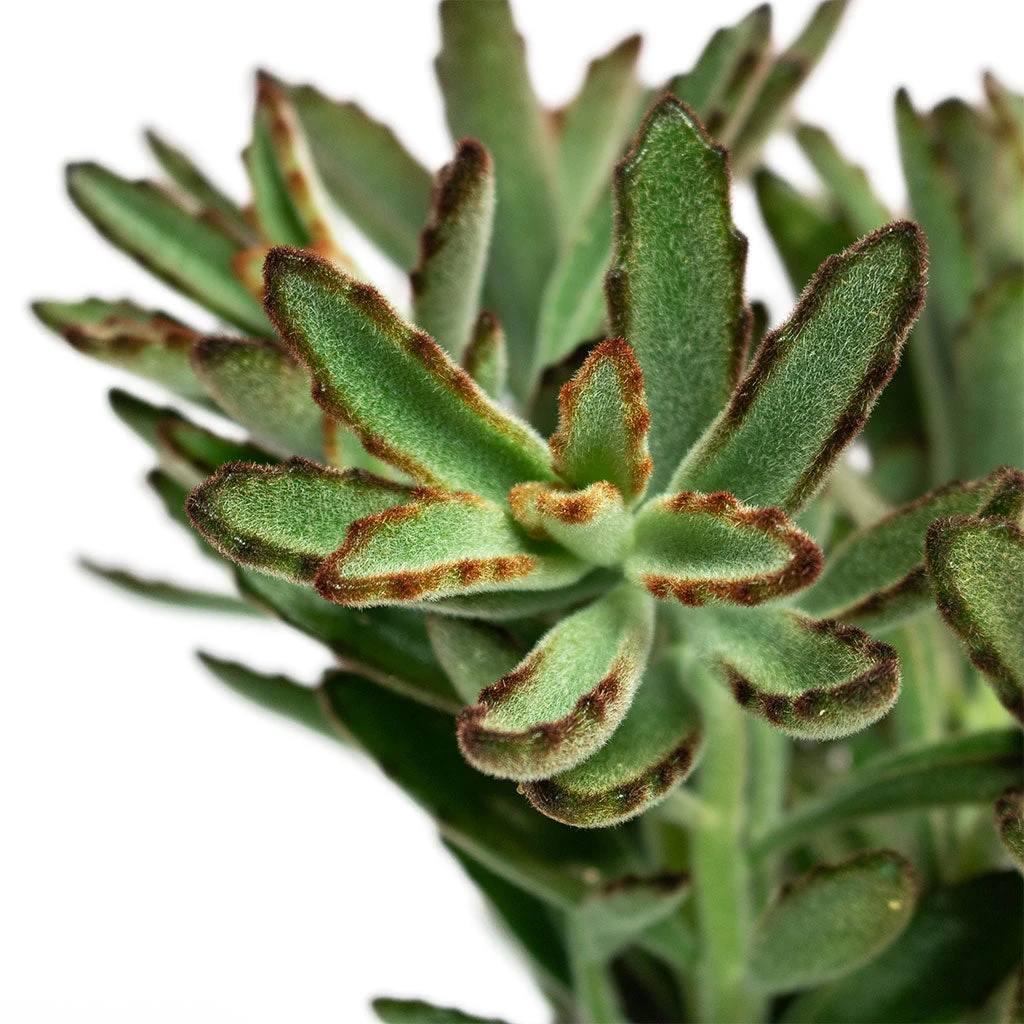 Kalanchoe Tomentosa - Panda Plant 5 Kalanchoe Tomentosa - Panda Plant - Image 3