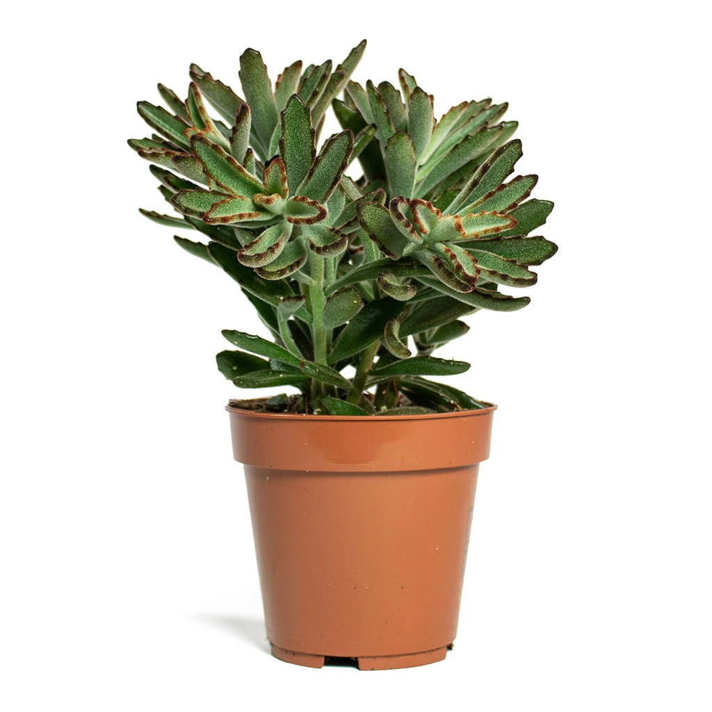Kalanchoe Tomentosa - Panda Plant 6 Kalanchoe Tomentosa - Panda Plant - Image 4