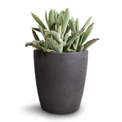 Kalanchoe Tomentosa - Panda Plant 24 Kalanchoe Tomentosa - Panda Plant -Plant Promotion Store Kalanchoe tomentosa Panda Plant 12x25cm Gerben Plant Pot Black Washed 15x16cm