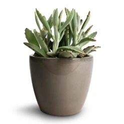 Kalanchoe Tomentosa - Panda Plant 18 Kalanchoe Tomentosa - Panda Plant -Plant Promotion Store Kalanchoe tomentosa Panda Plant 12x25cm Sven Plant Pot Smoke 16x13cm