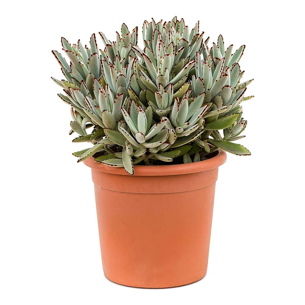 Kalanchoe Tomentosa - Panda Plant 10 Kalanchoe Tomentosa - Panda Plant - Image 8