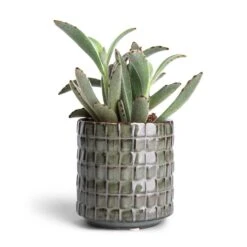 Kalanchoe Tomentosa - Panda Plant 22 Kalanchoe Tomentosa - Panda Plant -Plant Promotion Store Kalanchoe tomentosa Panda Plant 8.5x15cm Stian Plant Pot Moss Green 10x11cm dba0259e b0fa 4d6a 9719 6bef3e3b9b13