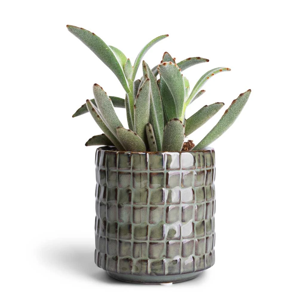 Kalanchoe Tomentosa - Panda Plant 11 Kalanchoe Tomentosa - Panda Plant - Image 9