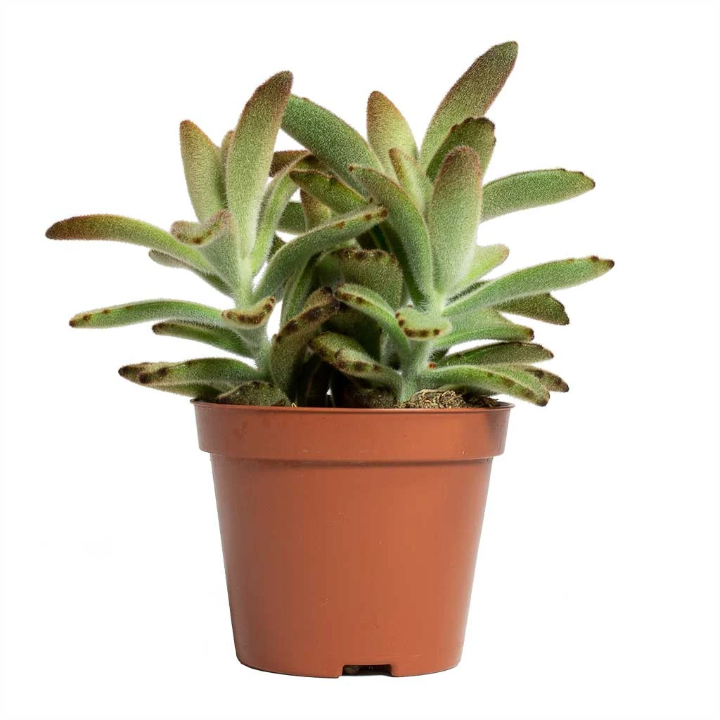 Kalanchoe Tomentosa - Panda Plant 12 Kalanchoe Tomentosa - Panda Plant - Image 10