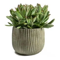 Kalanchoe Tomentosa - Panda Plant 20 Kalanchoe Tomentosa - Panda Plant -Plant Promotion Store Kalanchoe tomentosa Panda Plant Feico Plant Pot Mint Grey 1c1c306b 2ace 4c40 bf18 5a3a044726ce