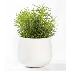 Kevan Essentials Plant Pot - Matt White 15 Kevan Essentials Plant Pot - Matt White -Plant Promotion Store Kevan Plant Pot Matt White Houseplant