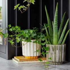 Lugano Scalloped Plant Pot - Mustard -Plant Promotion Store LIfestyle Lugano Scalloped Plant Pot