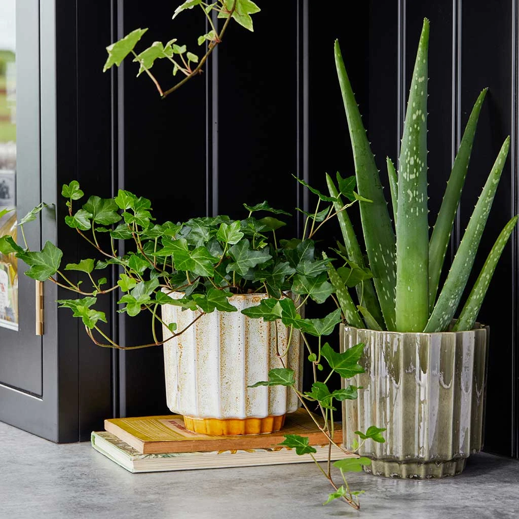 Lugano Scalloped Plant Pot - Green 10 Lugano Scalloped Plant Pot - Green - Image 8