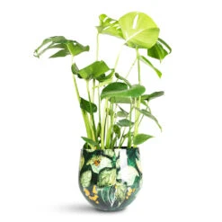 Lammie Plant Pot - Bee Green 14 Lammie Plant Pot - Bee Green -Plant Promotion Store Lammie Pot Bee Green 24x21cm Monstera deliciosa 17x60cm