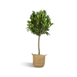 Laurus Nobilis - Bay Tree 17 Laurus Nobilis - Bay Tree -Plant Promotion Store Laurus Nobilis Bay Tree 25x130cm Nelis Plant Basket Natural 28x27cm ad0709c6 9647 4ddb a109 2077ca228b1e