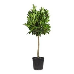 Laurus Nobilis - Bay Tree 15 Laurus Nobilis - Bay Tree -Plant Promotion Store Laurus nobilis Bay Tree 25x130cm 2