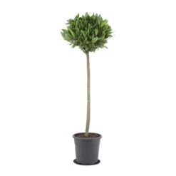 Laurus Nobilis - Bay Tree 20 Laurus Nobilis - Bay Tree -Plant Promotion Store Laurus nobilis Bay Tree 25x130cm