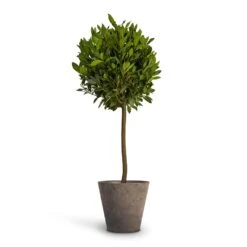 Claire Artstone Plant Pot - Grey 16 Claire Artstone Plant Pot - Grey -Plant Promotion Store Laurus nobilis Bay Tree 25x130cm Claire Artstone Plant Pot Grey 32x29cm 32798a03 8ff8 4813 8a76 1b85167b07e9