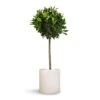 Laurus Nobilis - Bay Tree 2 Laurus Nobilis - Bay Tree -Plant Promotion Store Laurus nobilis Bay Tree 25x130cm Max Refined Planter Natural White 29x29.5cm