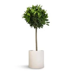 Max Refined Planter - Natural White 16 Max Refined Planter - Natural White -Plant Promotion Store Laurus nobilis Bay Tree 25x130cm Max Refined Planter Natural White 29x29.5cm 60aea5e9 dce7 4349 9dcd da1f6b99943b