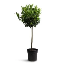 Laurus Nobilis - Bay Tree 16 Laurus Nobilis - Bay Tree -Plant Promotion Store Laurus nobilis Bay Tree 25x130cm b83f2498 0028 4b71 96b3 27282ef7ecba
