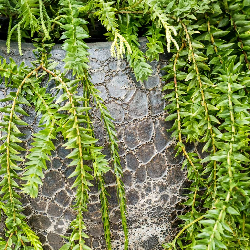 Lava Balloon Relic Planter - Black 4 Lava Balloon Relic Planter - Black - Image 2