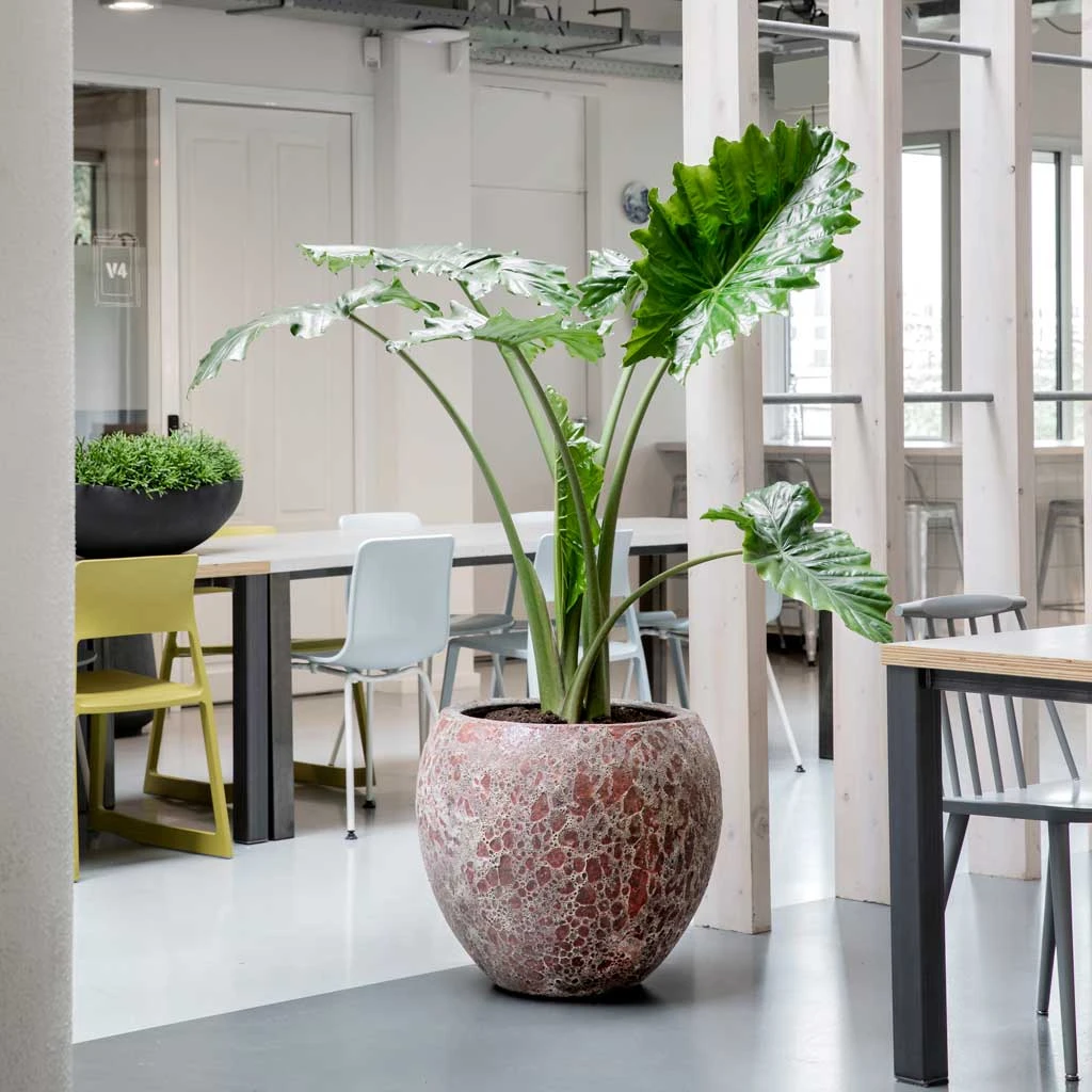 Lava Balloon Relic Planter - Pink 9 Lava Balloon Relic Planter - Pink - Image 7