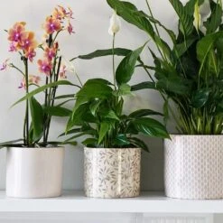 Lazzaro Plant Pot - Sage Foliage 13 Lazzaro Plant Pot - Sage Foliage -Plant Promotion Store Lazzaro Plant Pot Sage Foliage 15 x 13cm