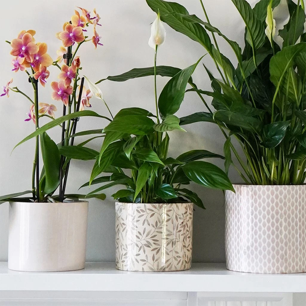 Lazzaro Plant Pot - Sage Foliage 7 Lazzaro Plant Pot - Sage Foliage - Image 5