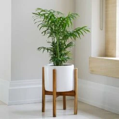 Anzio Plant Pot With Wooden Stand - Stone White 10 Anzio Plant Pot With Wooden Stand - Stone White -Plant Promotion Store Lifestyle Anzio Plant Pot with Wooden Stand Stone White 24x24cm