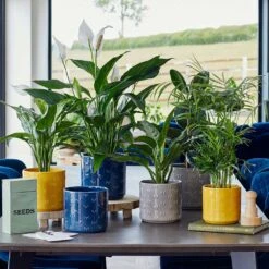 Arley Plant Pot - Blue Dragonfly 22 Arley Plant Pot - Blue Dragonfly -Plant Promotion Store Lifestyle Arley Plant Pot Blue Dragonfly 17x17.5cm