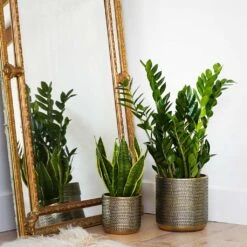 Solis Embossed Plant Pot - Gold -Plant Promotion Store Lifestyle Solis Embossed Plant Pot Gold 18x18cm 1