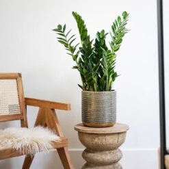 Solis Embossed Plant Pot - Gold -Plant Promotion Store Lifestyle Solis Embossed Plant Pot Gold 18x18cm