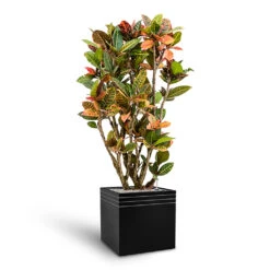Line-Up Cube Planter - Matt Black -Plant Promotion Store Line Up Cube Planter Matt Black Croton