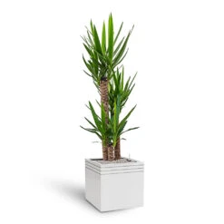 Line-Up Cube Planter - Matt White -Plant Promotion Store Line Up Cube Planter Matt White Yucca