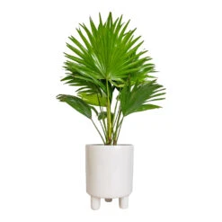 Pisa Plant Pot - White 13 Pisa Plant Pot - White -Plant Promotion Store Livistona rotundifolia Footstool Palm 14x60cm Pisa Plant Pot White 16x19cm