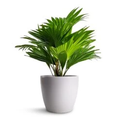 Sven Plant Pot - White 20 Sven Plant Pot - White -Plant Promotion Store Livistona rotundifolia Footstool Palm 14x60cm Sven Plant Pot White 18x16cm d03470c2 278a 4fb9 960d 8fc7709f875d