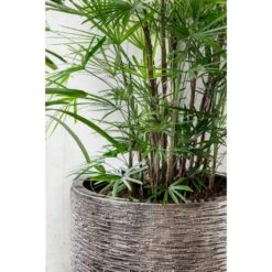Luxe Lite Wrinkle Cylinder Planter - Bronze 22 Luxe Lite Wrinkle Cylinder Planter - Bronze -Plant Promotion Store Luxe Lite Wrinkle Cylinder Planter Bronze Lifestyle Close