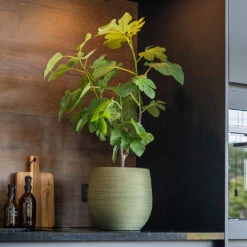 Lydia Plant Pot - Shiny Green -Plant Promotion Store LydiaPlantPot ShinyGreen 8