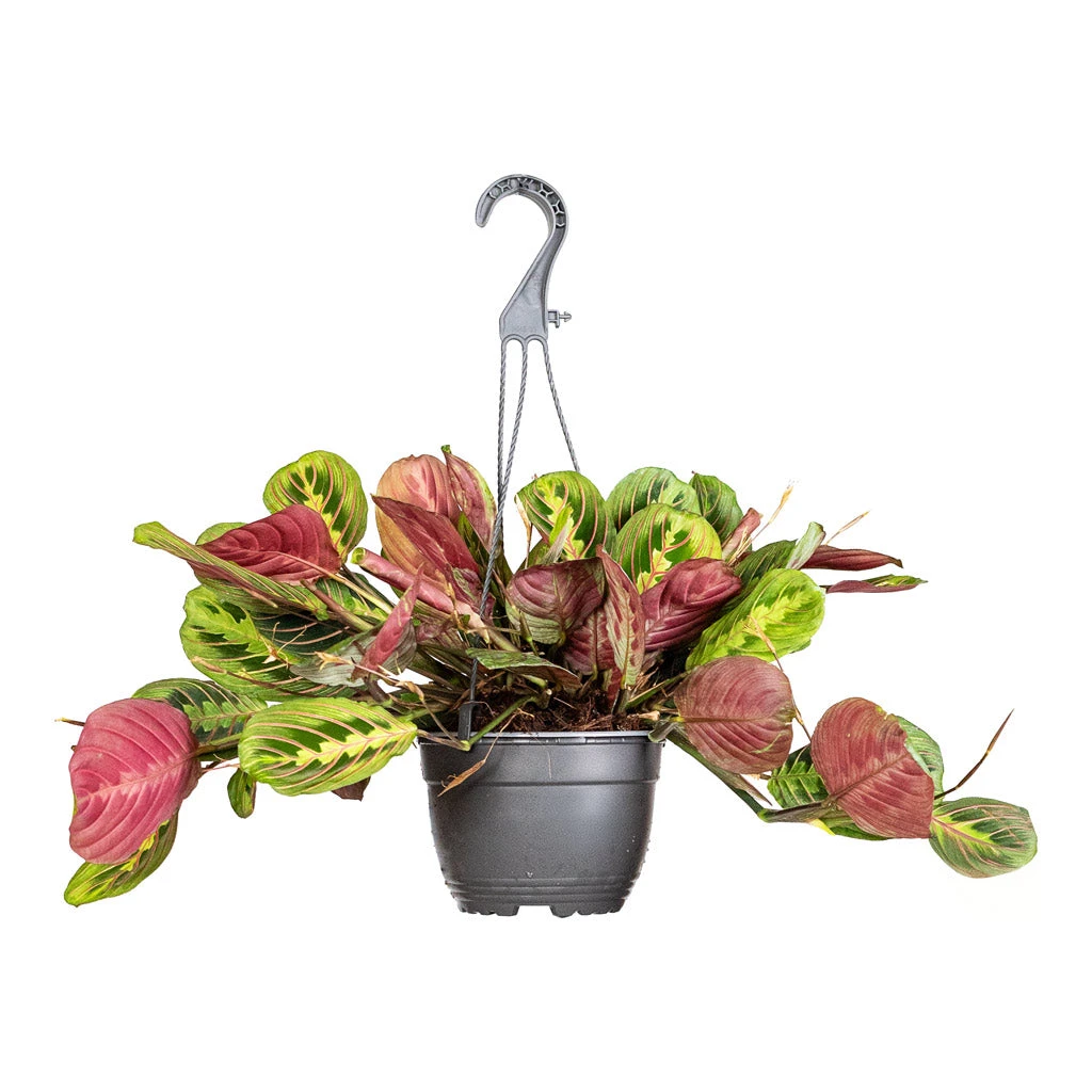 Maranta Leuconeura Var. Erythroneura - Herringbone Plant 12 Maranta Leuconeura Var. Erythroneura - Herringbone Plant - Image 10