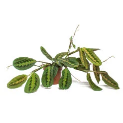 Maranta Leuconeura Var. Erythroneura - Herringbone Plant 18 Maranta Leuconeura Var. Erythroneura - Herringbone Plant -Plant Promotion Store Maranta leuconeura var erythroneura Herringbone Plant 12cm Trailing