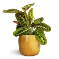 Maranta Leuconeura Var. Erythroneura - Herringbone Plant 15 Maranta Leuconeura Var. Erythroneura - Herringbone Plant -Plant Promotion Store Maranta leuconeura var. erythroneura Herringbone Plant 12x35cm Babet Plant Pot Camel 17x14cm