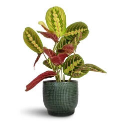 Maranta Leuconeura Var. Erythroneura - Herringbone Plant 14 Maranta Leuconeura Var. Erythroneura - Herringbone Plant -Plant Promotion Store Maranta leuconeura var. erythroneura Herringbone Plant 12x35cm Lykke Plant Pot Sage 15x13cm