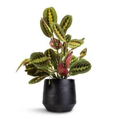 Norell Plant Pot - Black -Plant Promotion Store Maranta leuconeura var. erythroneura Herringbone Plant 12x35cm Norell Plant Pot Black 18x16cm