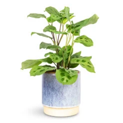 Copenhagen Plant Pot - Blue 14 Copenhagen Plant Pot - Blue -Plant Promotion Store Maranta leuconeura var. kerchoveana Rabbit s Foot 12x25cm Copenhagen Plant Pot Blue 15.5x16cm 1