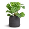 Maranta Leuconeura Var. Kerchoveana - Rabbit's Foot -Plant Promotion Store Maranta leuconeura var. kerchoveana Rabbit s Foot 12x25cm Patt Plant Pot Black Washed 17x14cm