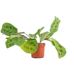 Maranta Leuconeura Var. Kerchoveana - Variegated Rabbit's Foot 12 Maranta Leuconeura Var. Kerchoveana - Variegated Rabbit's Foot -Plant Promotion Store Maranta leuconeura var. kerchoveana Variegata Rabbit s Foot