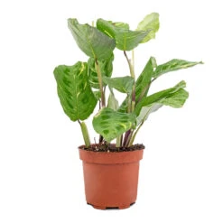 Maranta Leuconeura Var. Kerchoveana - Variegated Rabbit's Foot 11 Maranta Leuconeura Var. Kerchoveana - Variegated Rabbit's Foot -Plant Promotion Store Maranta leuconeura var. kerchoveana Variegata Rabbit s Foot 5573