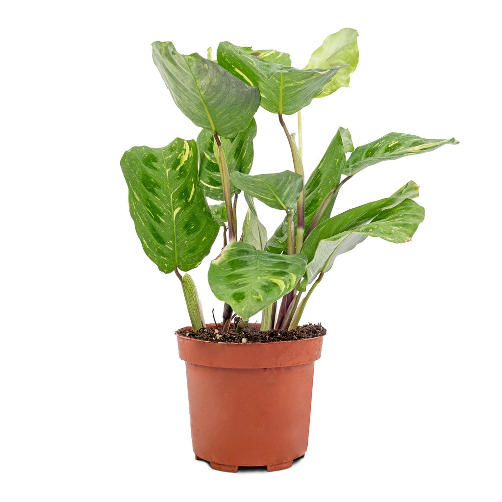 Maranta Leuconeura Var. Kerchoveana - Variegated Rabbit's Foot 6 Maranta Leuconeura Var. Kerchoveana - Variegated Rabbit's Foot - Image 4