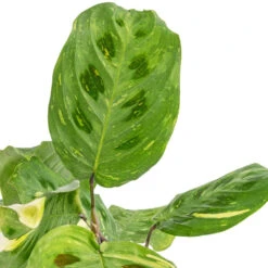 Maranta Leuconeura Var. Kerchoveana - Variegated Rabbit's Foot 10 Maranta Leuconeura Var. Kerchoveana - Variegated Rabbit's Foot -Plant Promotion Store Maranta leuconeura var. kerchoveana Variegata Rabbit s Foot SWATCH