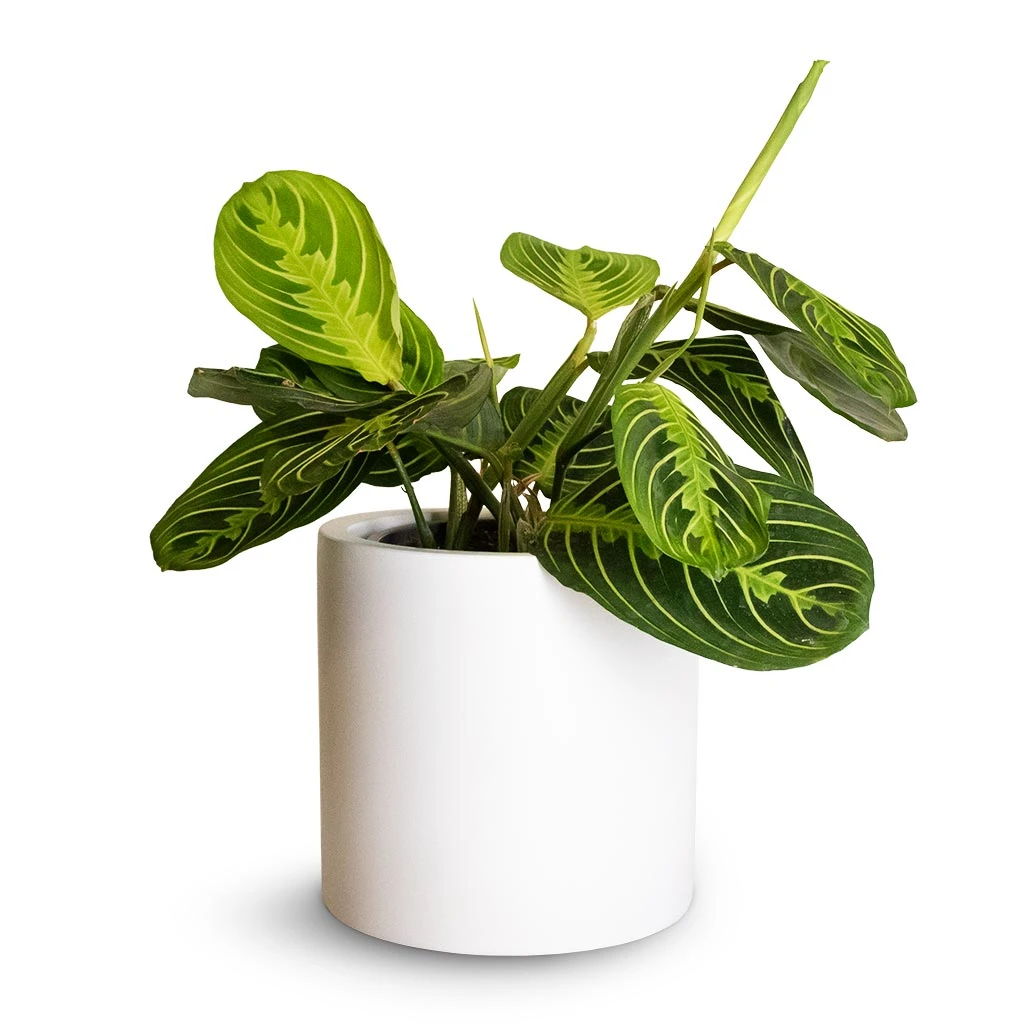 Puk Essentials Planter - Matt White 11 Puk Essentials Planter - Matt White - Image 9