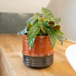 Marlijn Plant Pot - Coral 37 Marlijn Plant Pot - Coral -Plant Promotion Store MarlijnPlantPot 9