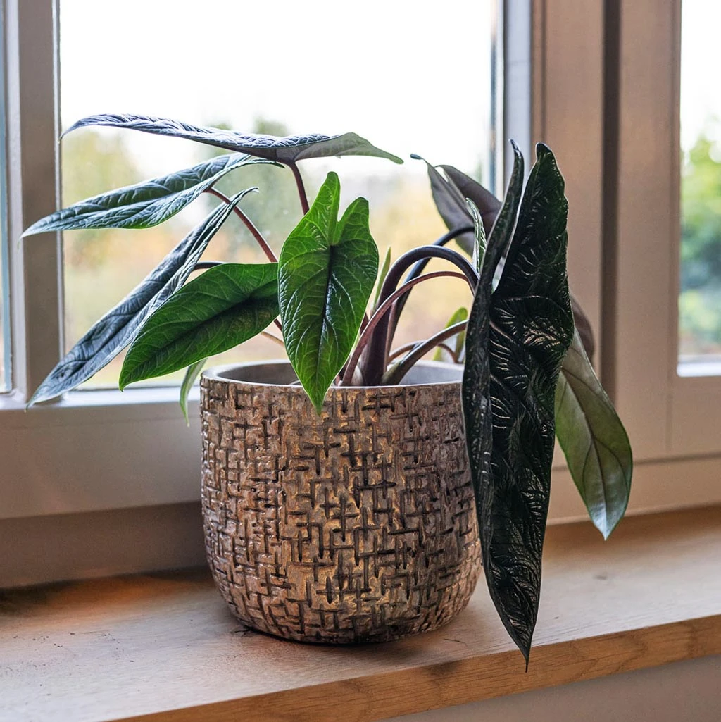 Maxim Plant Pot - Shiny Sand 4 Maxim Plant Pot - Shiny Sand - Image 2