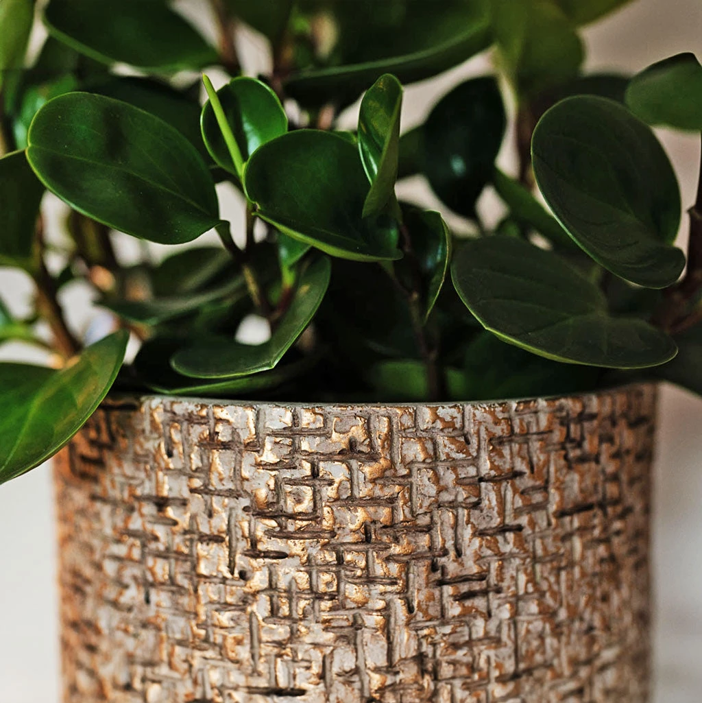 Maxim Plant Pot - Shiny Sand 9 Maxim Plant Pot - Shiny Sand - Image 7