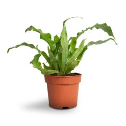 Microsorum Musifolium Crocodyllus - Crocodile Fern -Plant Promotion Store Microsorum musifolium Crocodyllus Crocodile Fern 12x25cm 1 4301d9ee 8403 49f4 9b46 2a94c8eb88f5